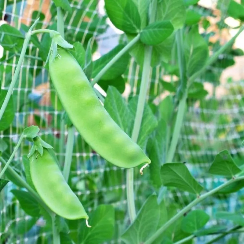 Sokeriherne 'Bajka'