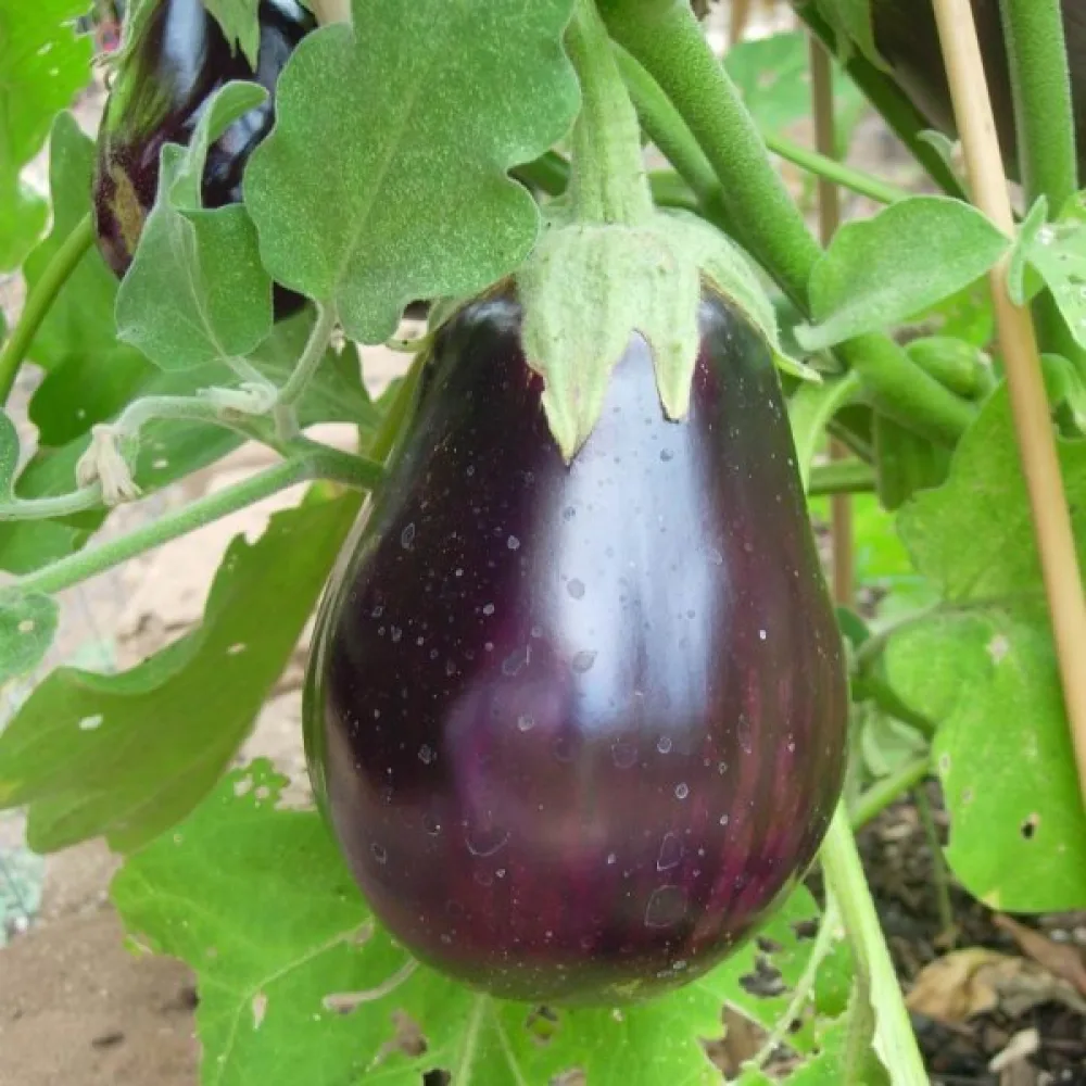 Munakoiso 'Black Beauty'