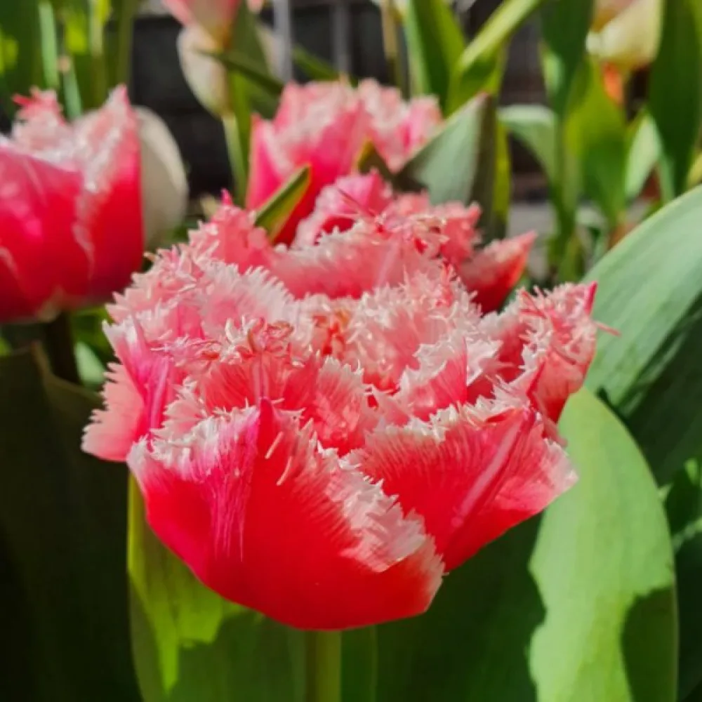 Tulppaani 'Queensland'