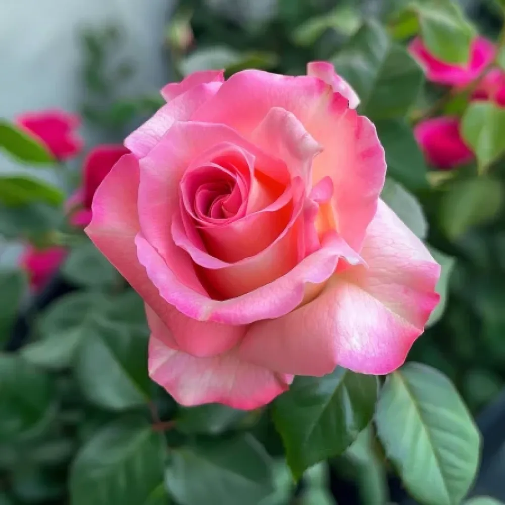 Ruusu 'Pink Snowflake' – paljasjuurinen