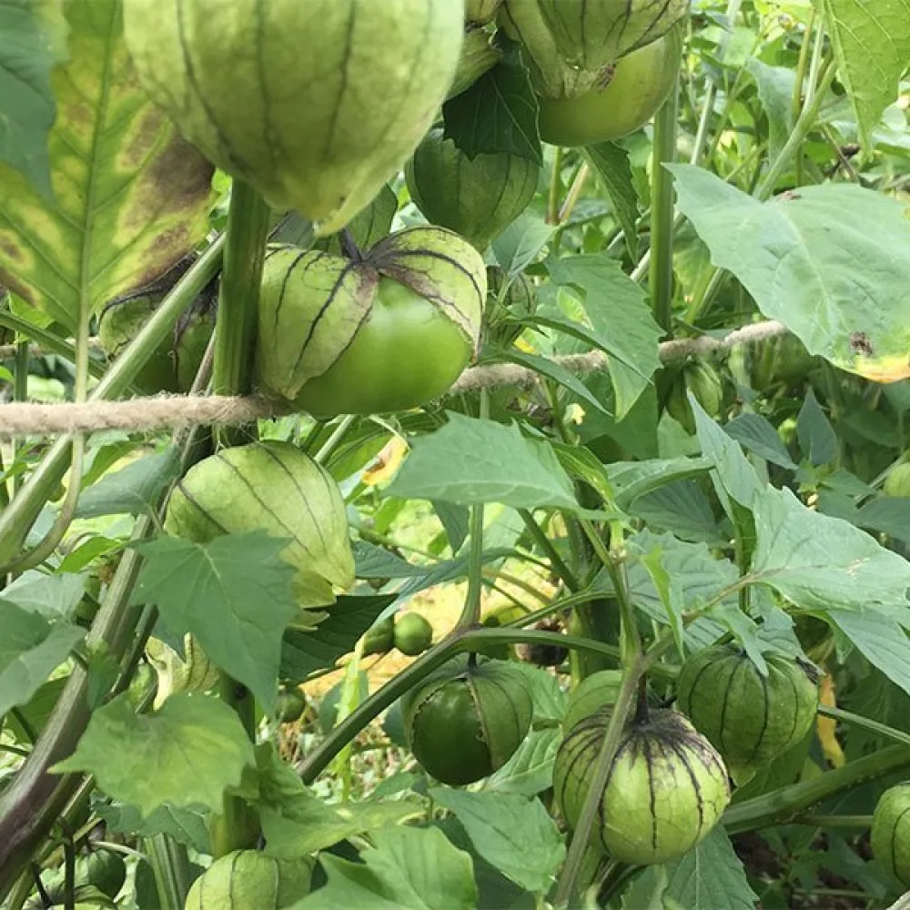 Tomatillo Physalis ixocarpa