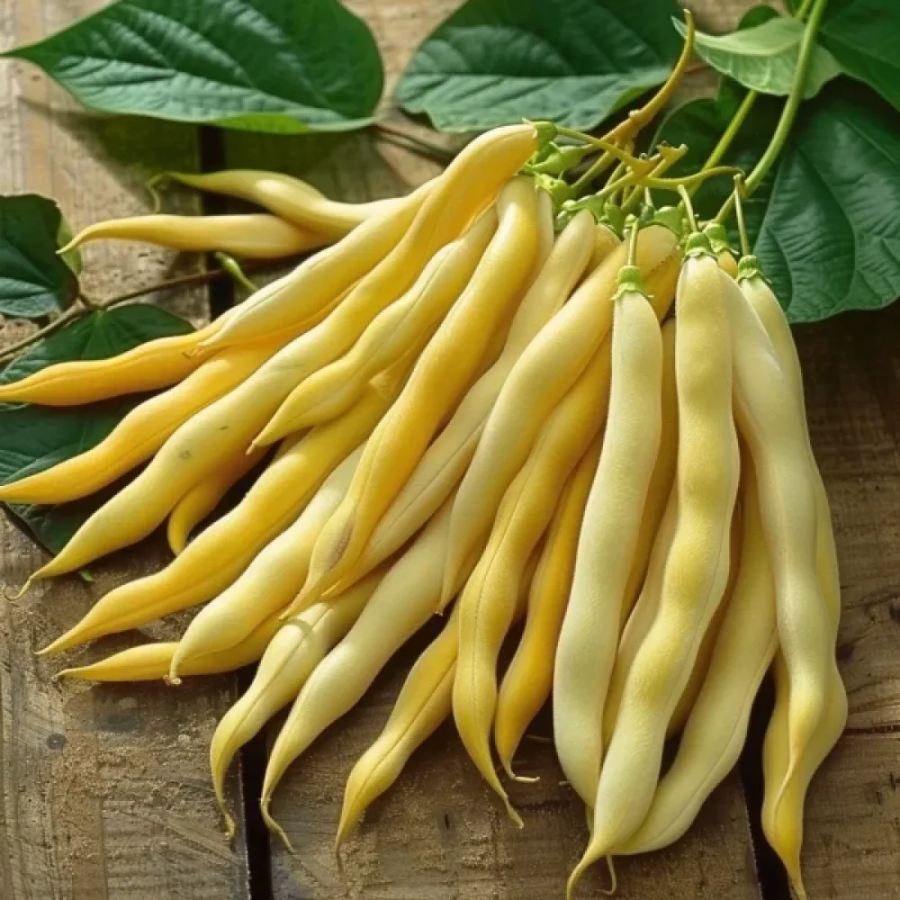 Tarhapapu 'Polka'