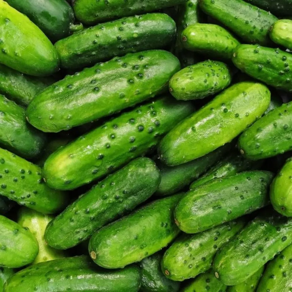 Avomaankurkku 'Sremski' F1