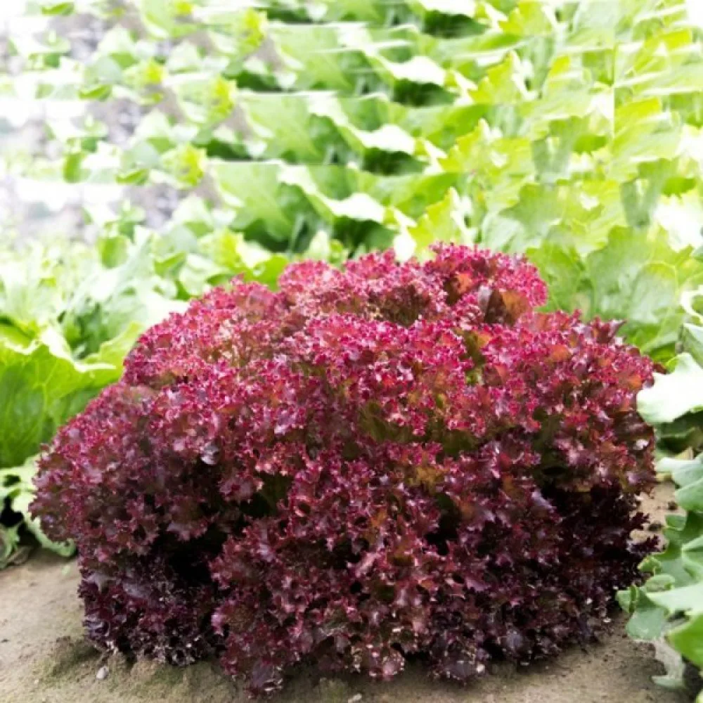 Salaatti 'Lollo Rossa'