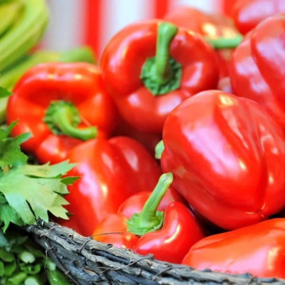 Paprika 'Robertina'