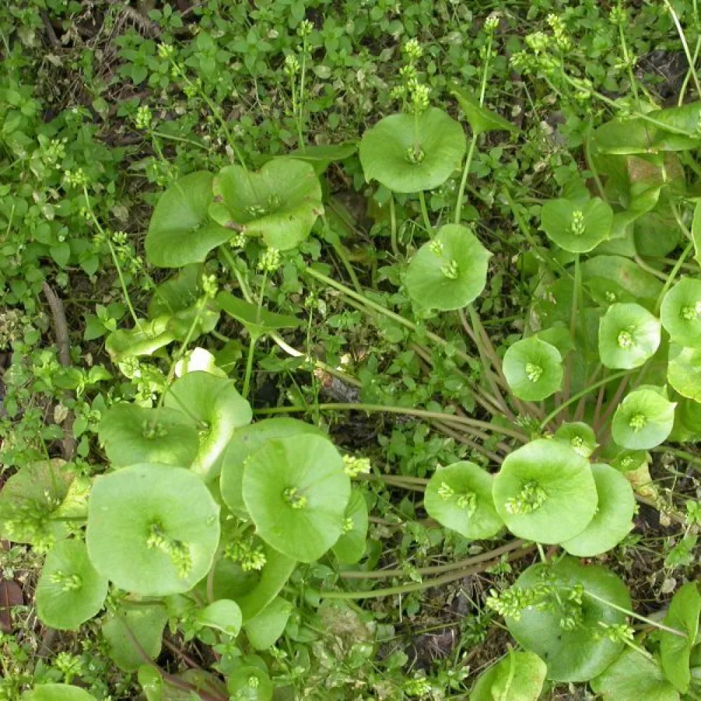 Talviportulakka