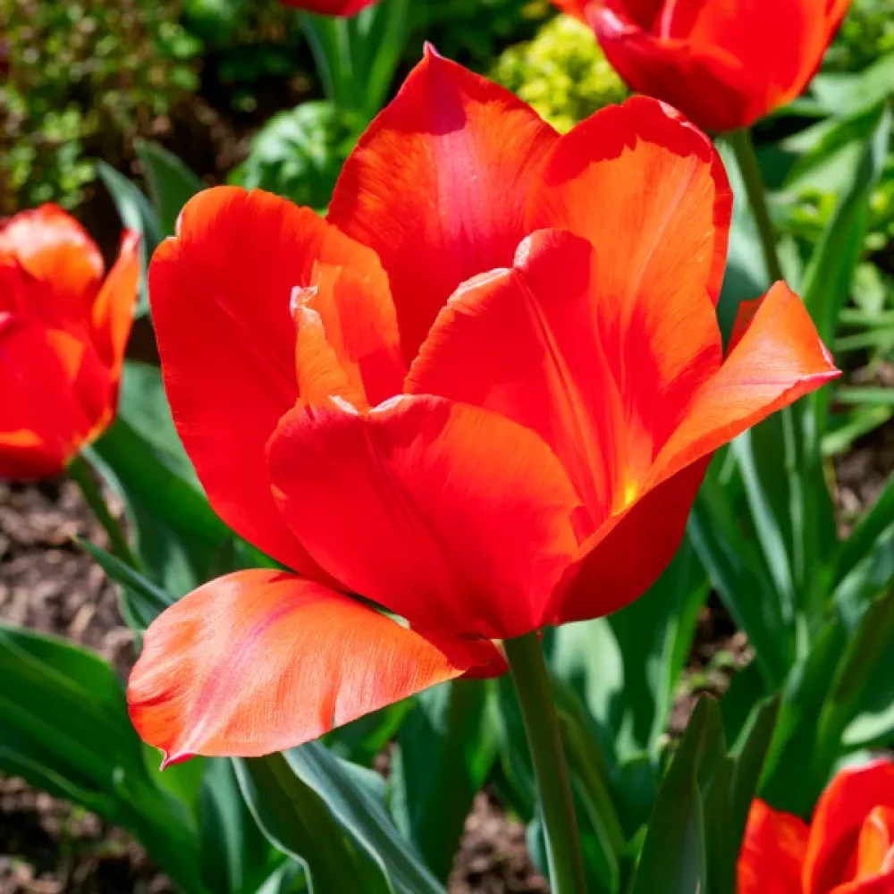 Tulppaani 'Park View'