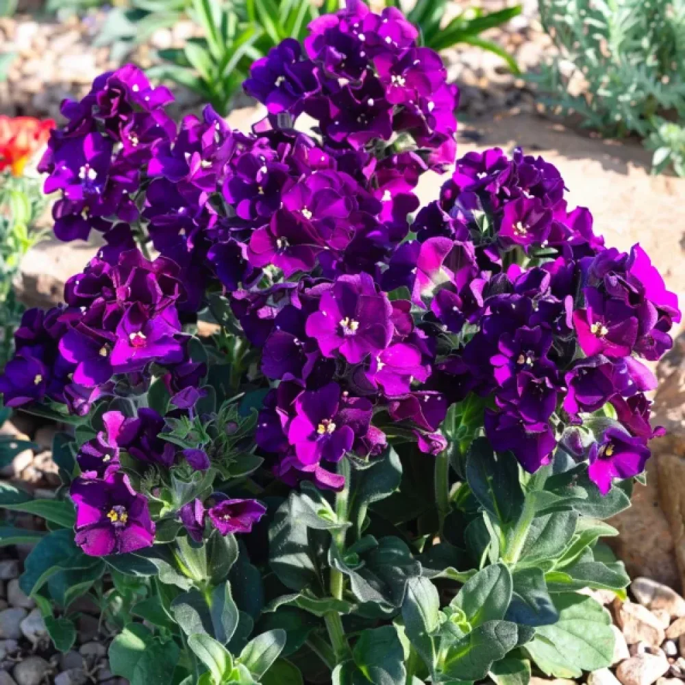 Matala kesäleukoija 'Exa', violetti