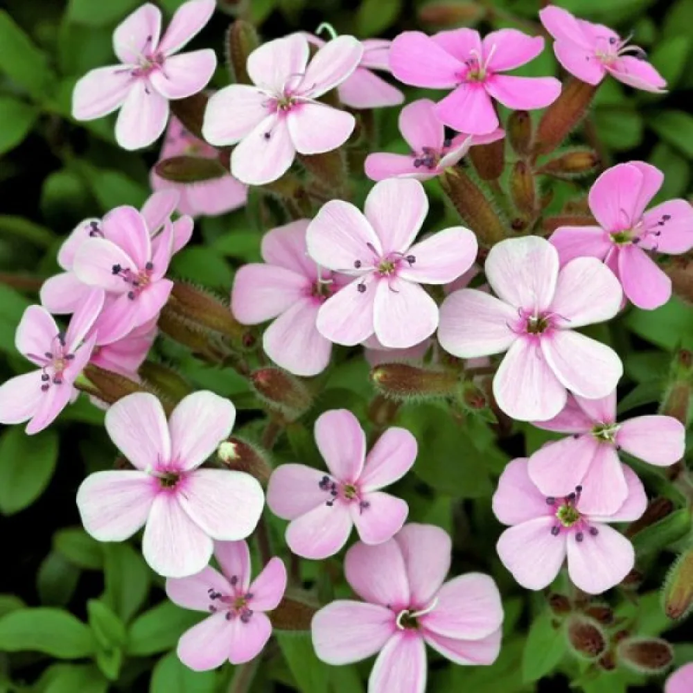 Vaccaria 'Pink Beauty'