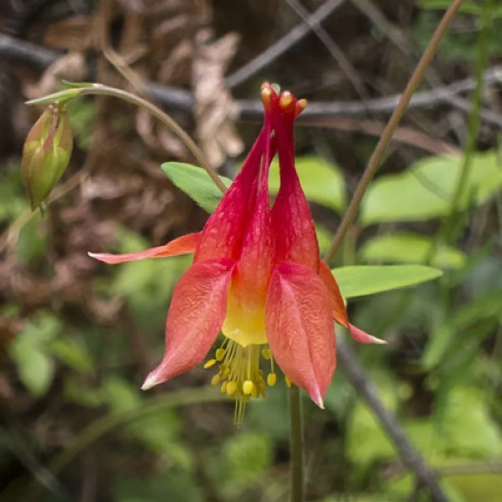 Akileija Aquilegia canadensis – punakeltainen