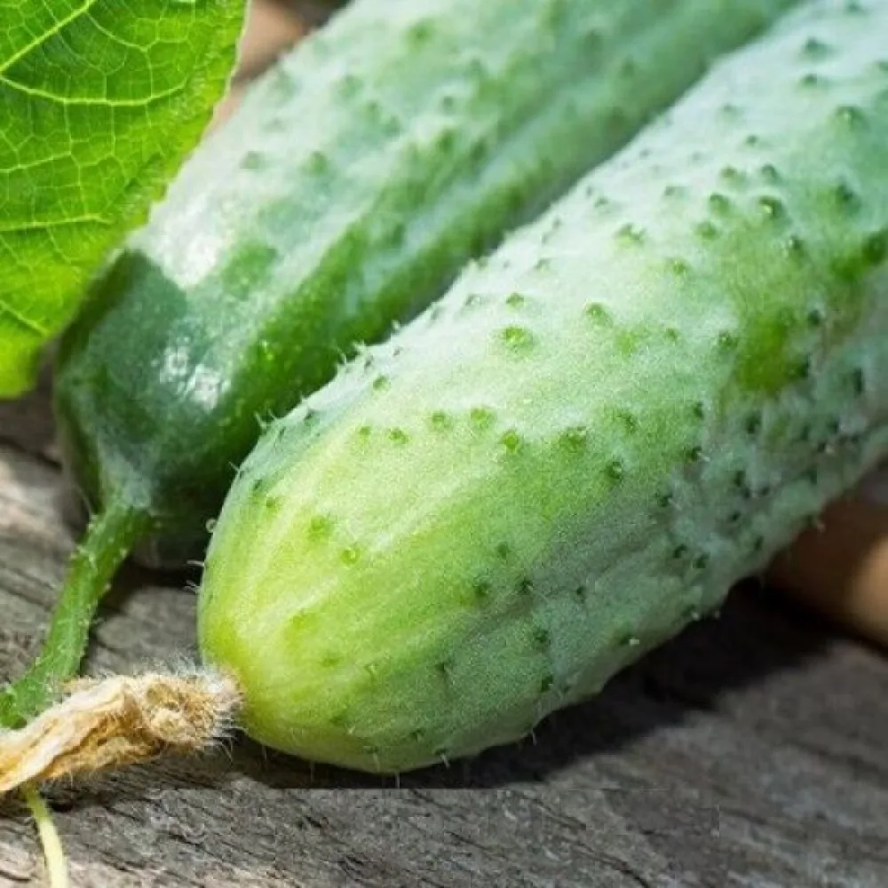 Avomaankurkku 'Polan' F1