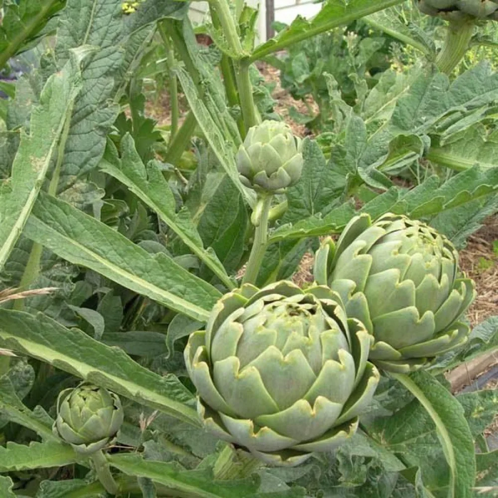 Artisokka 'Green Globe'