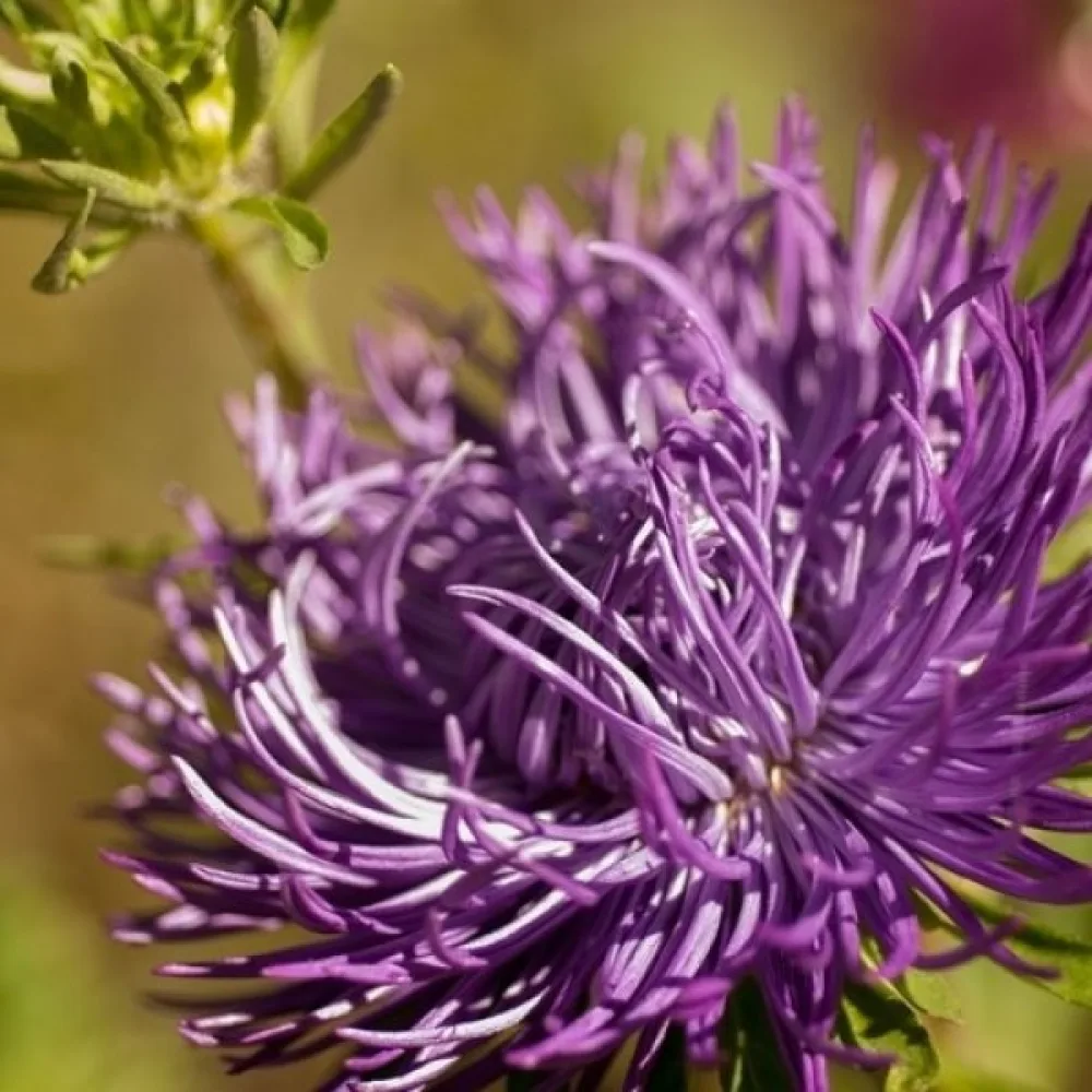 Kesäasteri 'Harz' violetti
