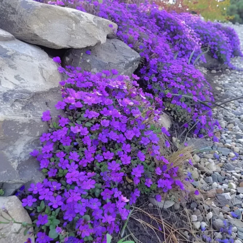 Aubrietia 'Cascade Purple'