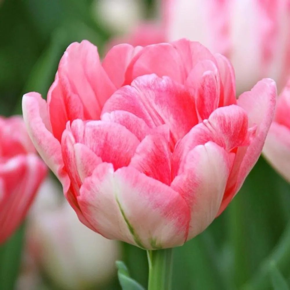 Tulppaani 'Foxtrot'