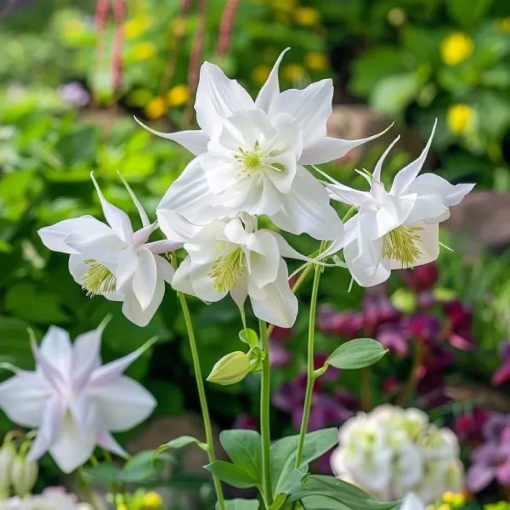 Akileija 'Crystal Star'