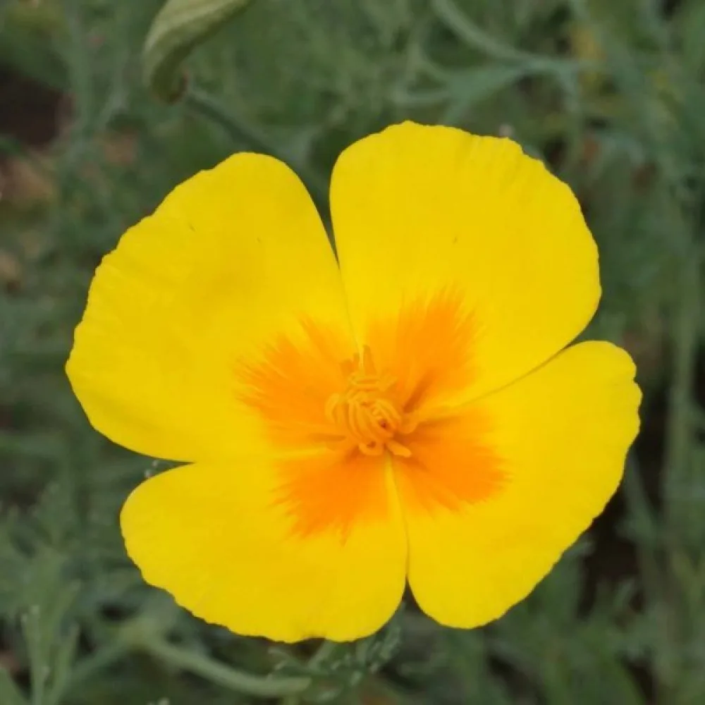 Kaliforniantunikko 'Golden West', kullankeltainen