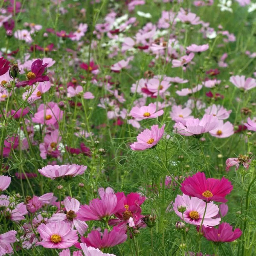 Kosmoskukka 'Early Summer' sekoitus
