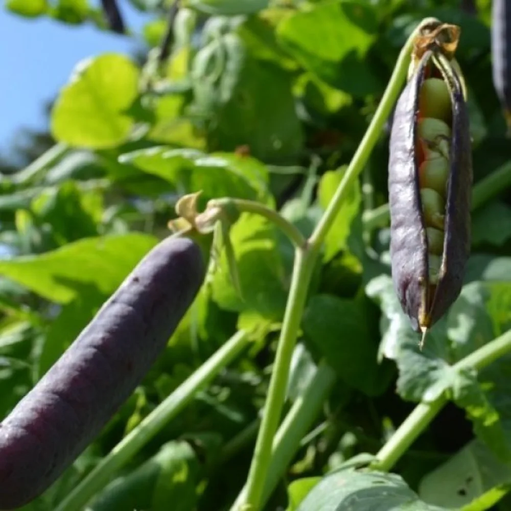 Tarhaherne 'Ezetha's Krombek Blauwschok'