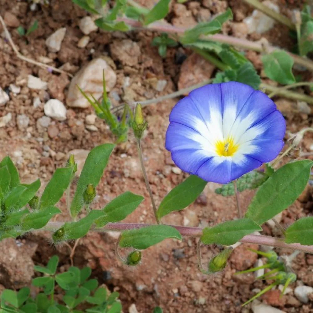 Kolmivärikierto 'Blue Ensign'