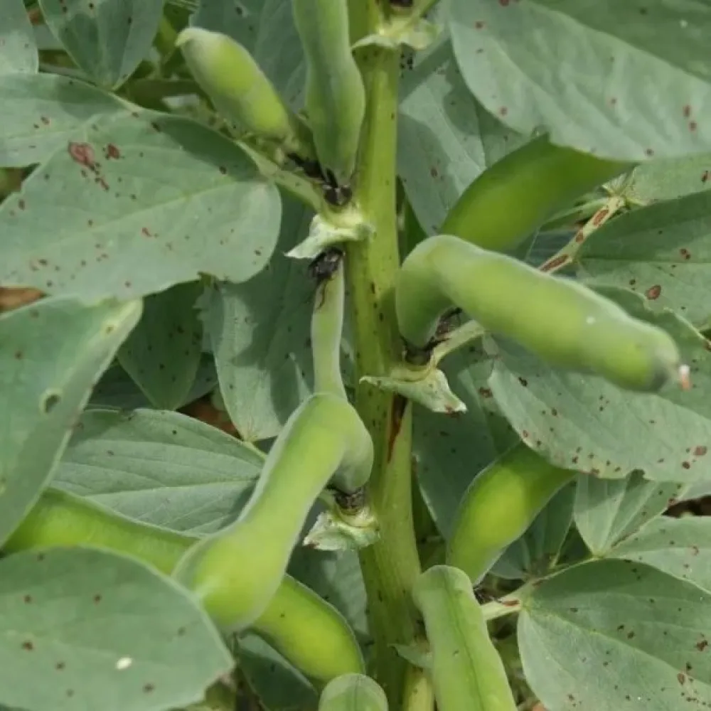 Härkäpapu 'Superaguadulce'