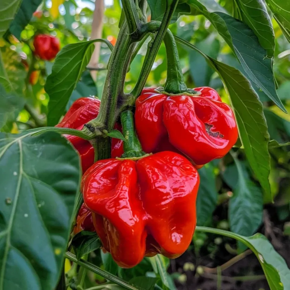 Chilipaprika 'Habanero Red'