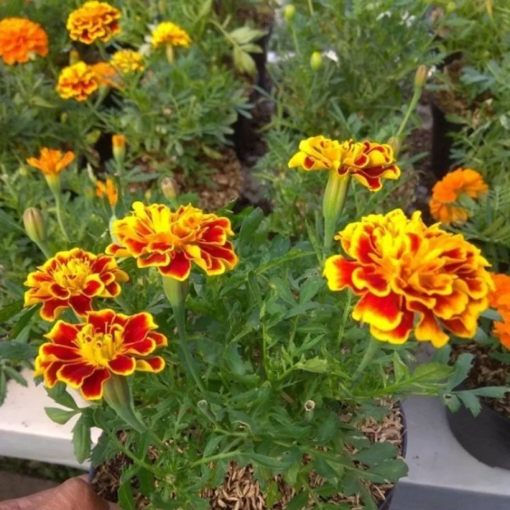 Ruusukesamettikukka 'Yellow Brocade'