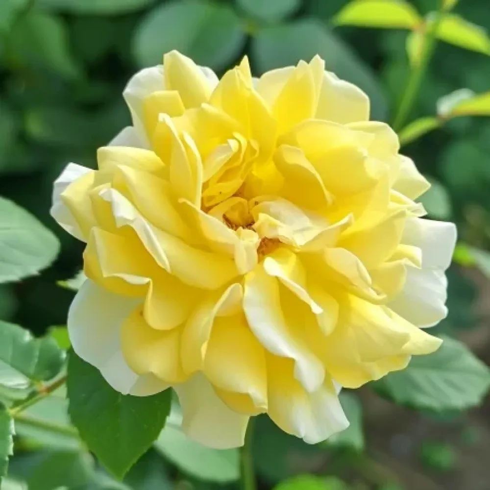 Ruusu 'Yellow Fantasy' – paljasjuurinen