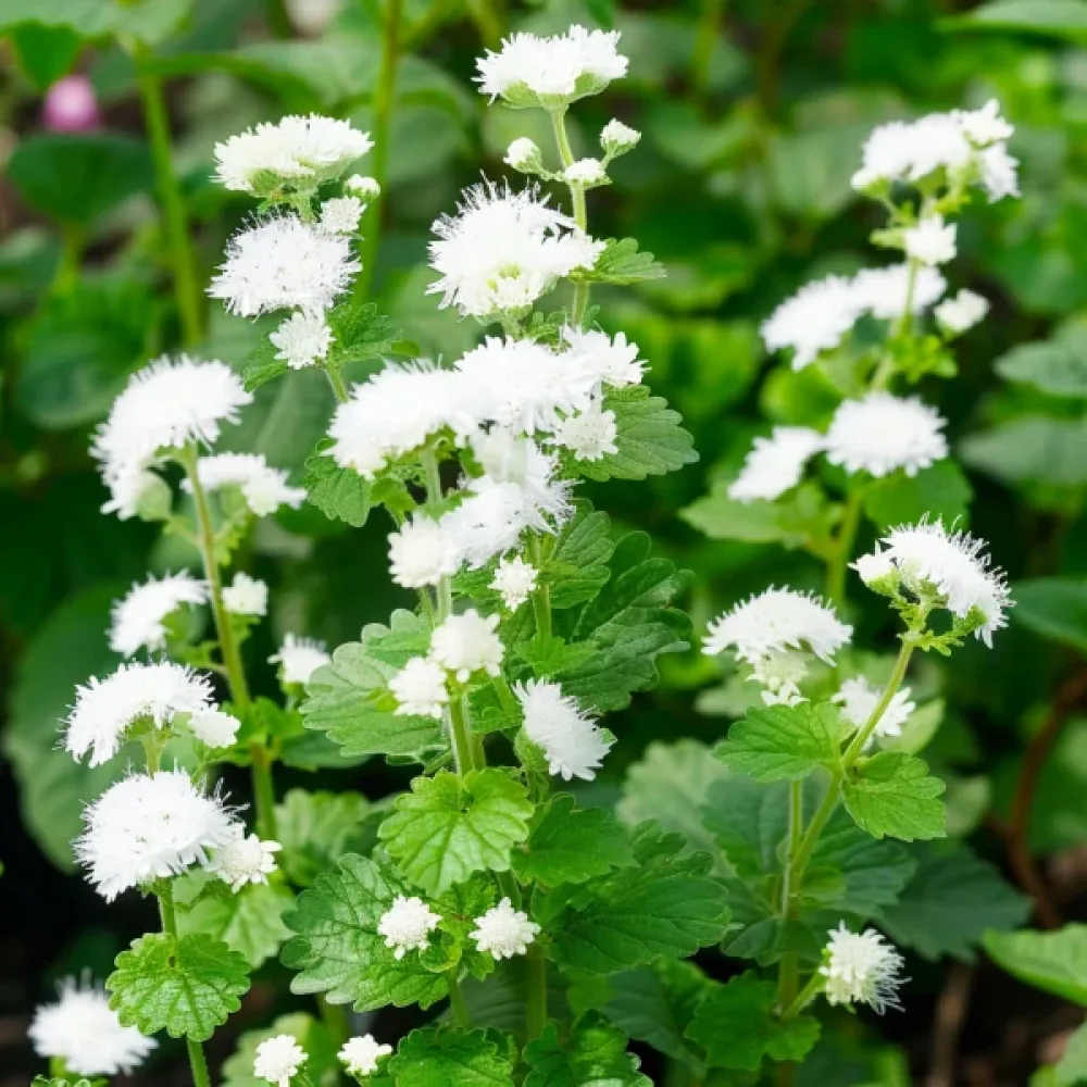 Sinihapsi, valkoinen