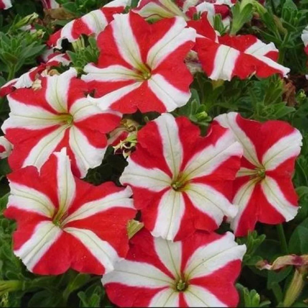 Tarhapetunia 'Stellaris' – punainen