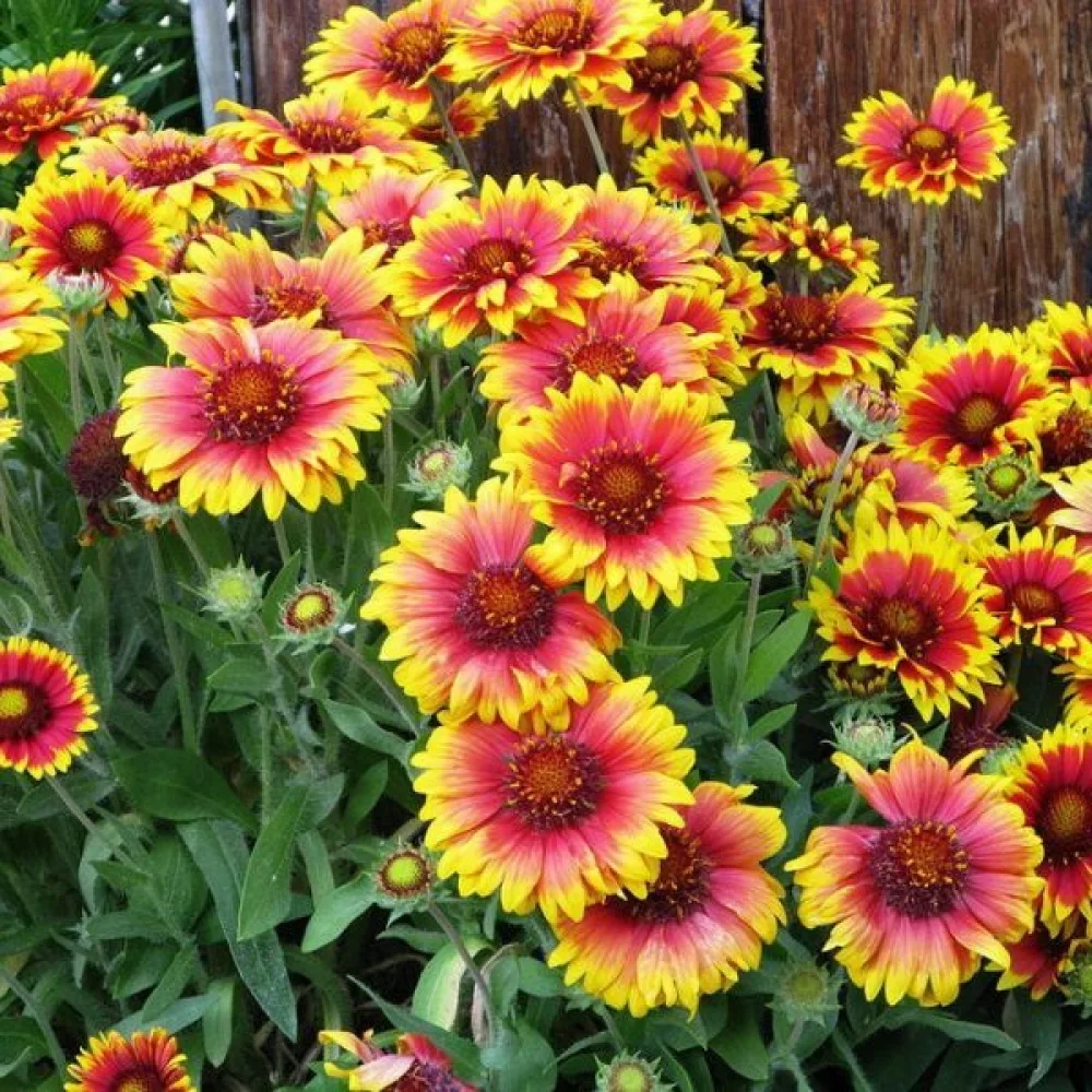 Kokardikukka Gaillardia aristata, sekoitus