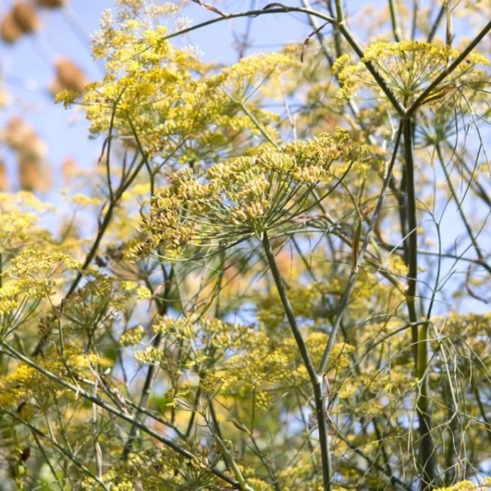 Fenkoli 'Geant Mammouth Perfection'