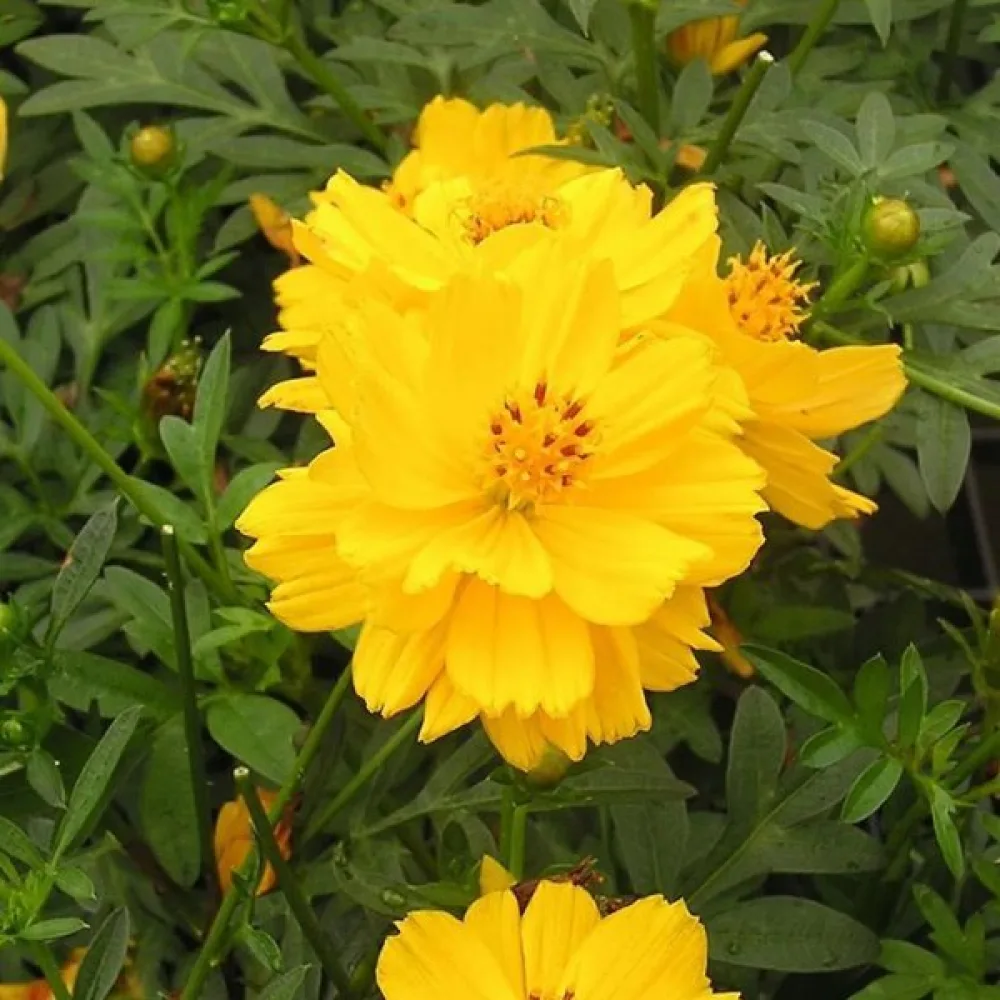 Keltakosmoskukka 'Goldencrest'