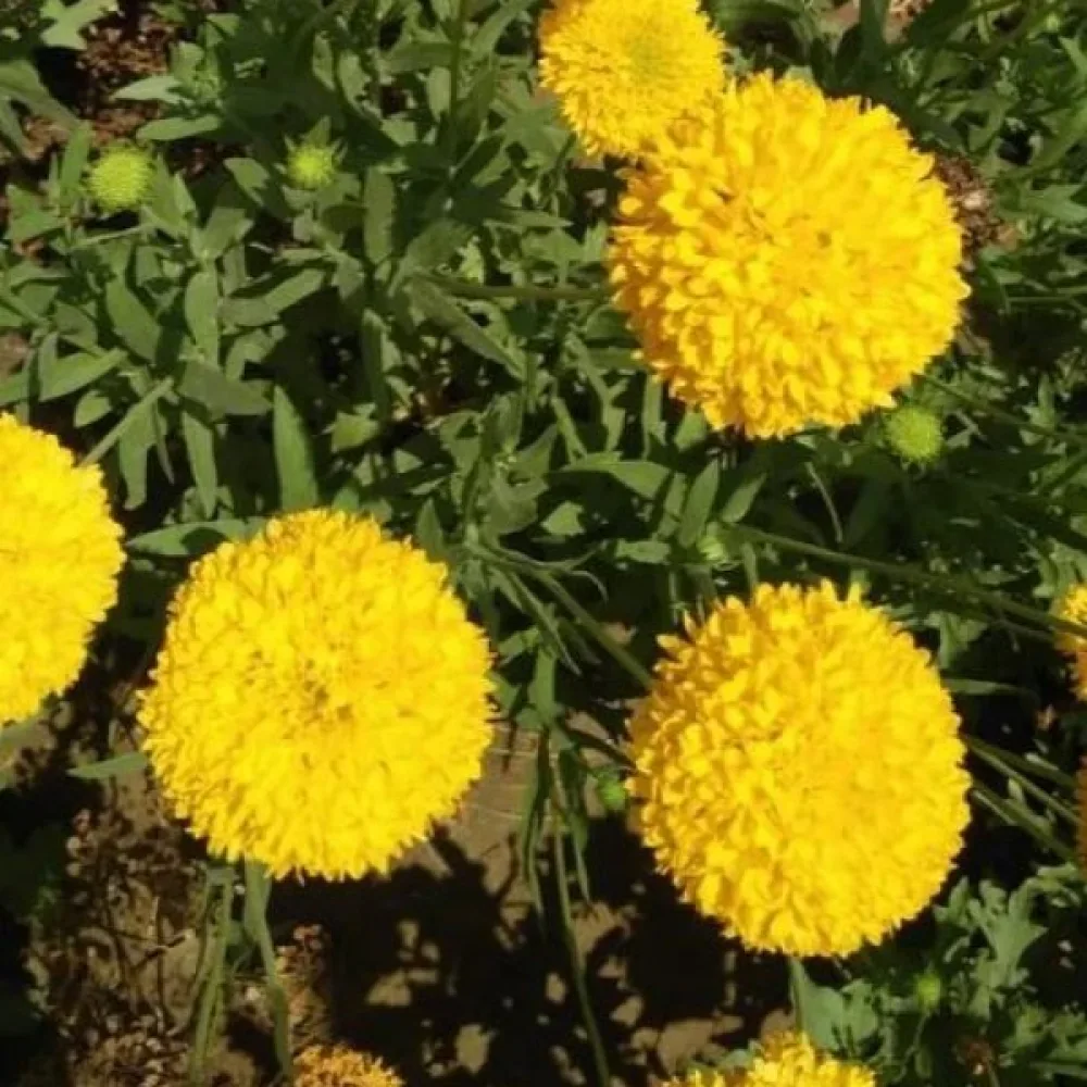 Kookossamettikukka 'Cupid Yellow'