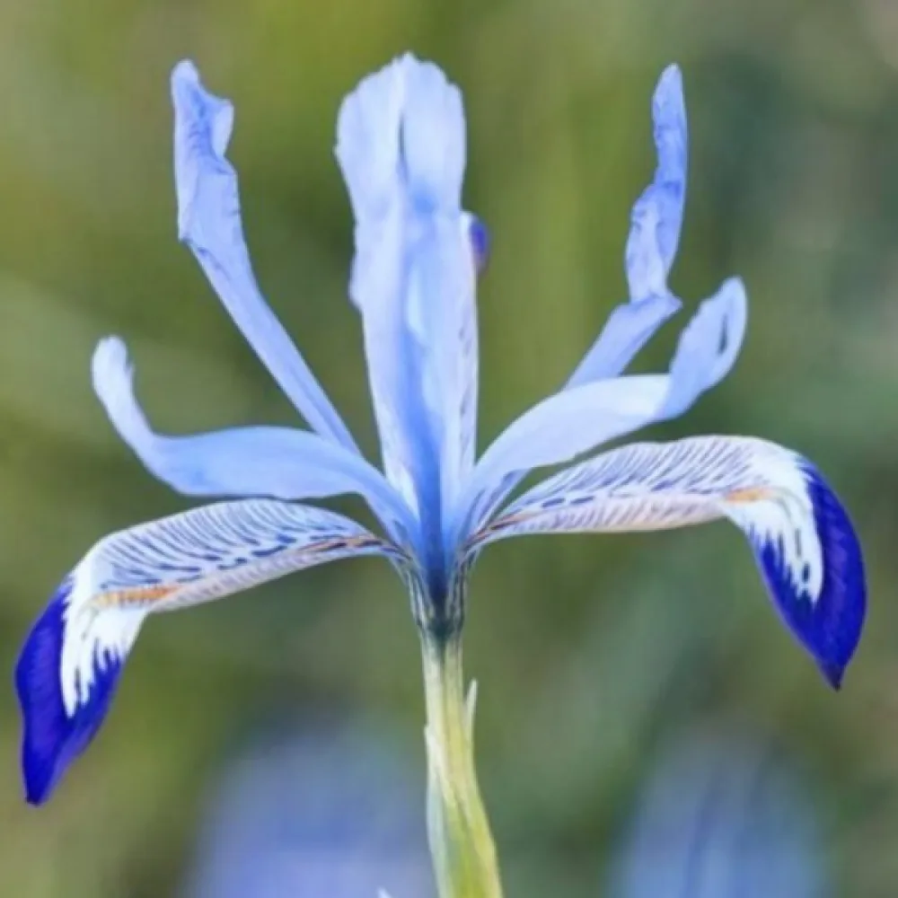 Iiris 'Clairette Reticulata'