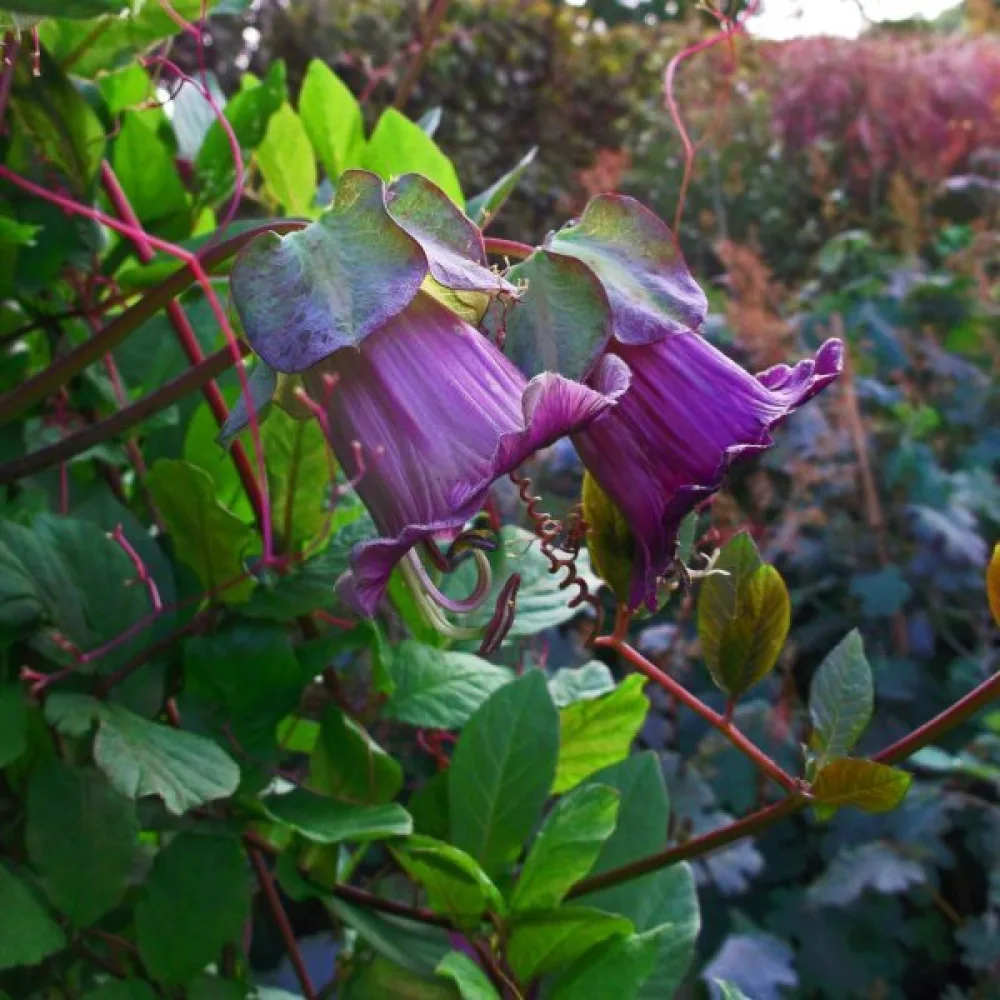 Kuppiköynnös, violetti