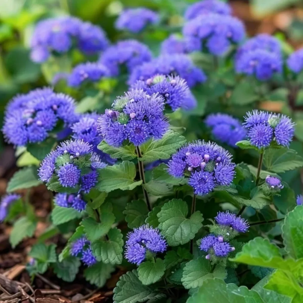 Sinihirvenjuuri 'Blue Ball'