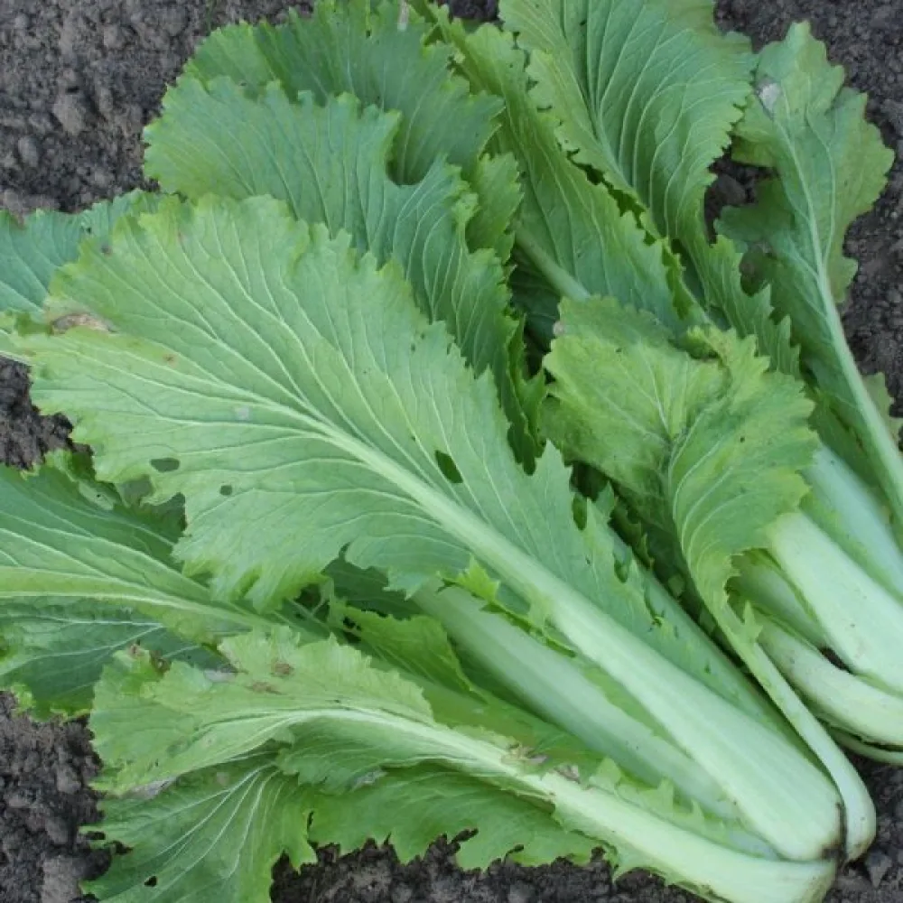 Kiinankaali 'Granaat'