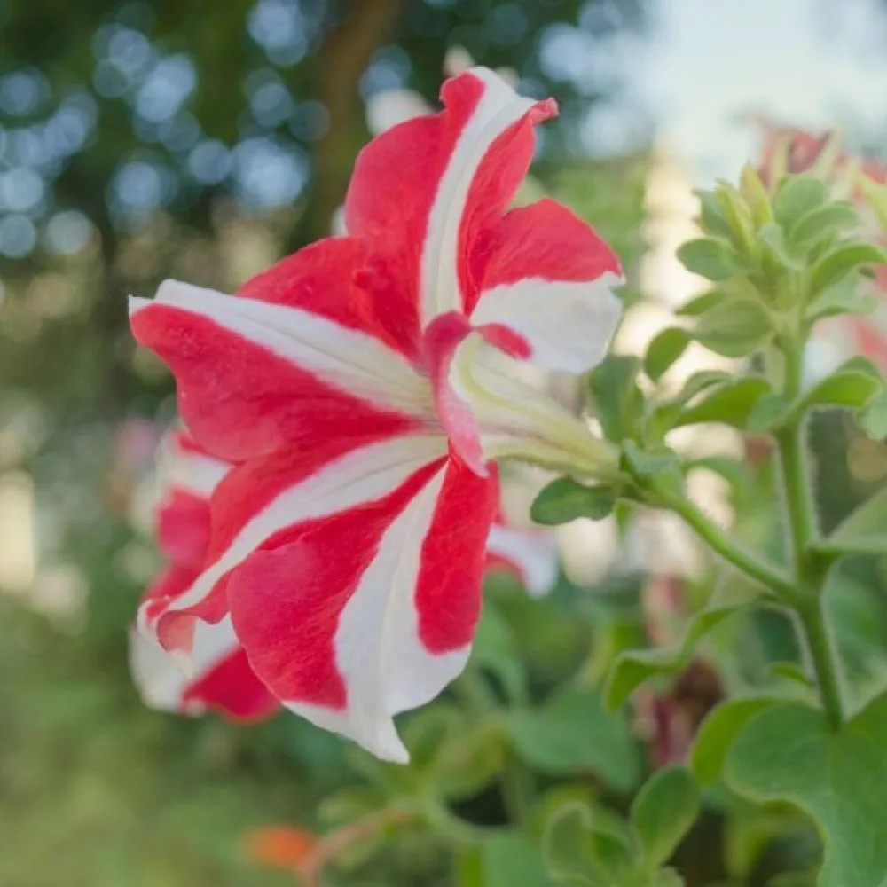 Tarhapetunia 'Stellaris' – punainen
