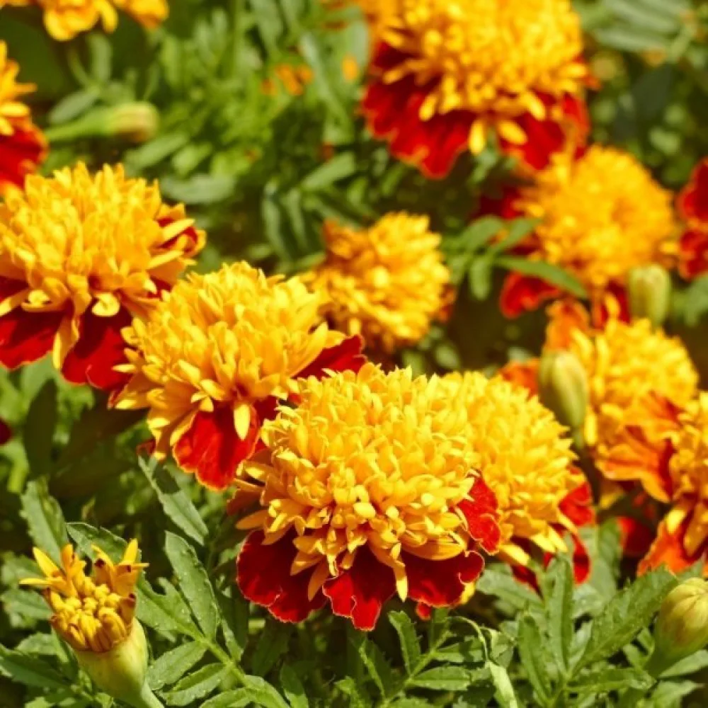 Ruusukesamettikukka 'Orange Flame'