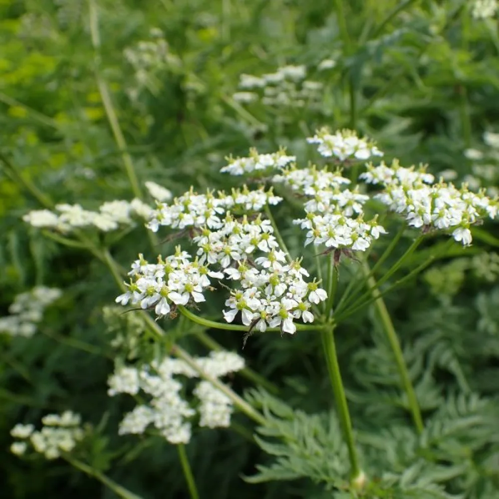 Kultakirveli Chaerophyllum aureum