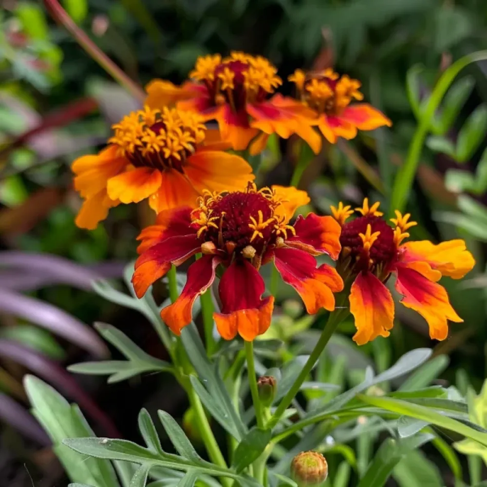 Ryhmäsamettikukka 'Aramis'