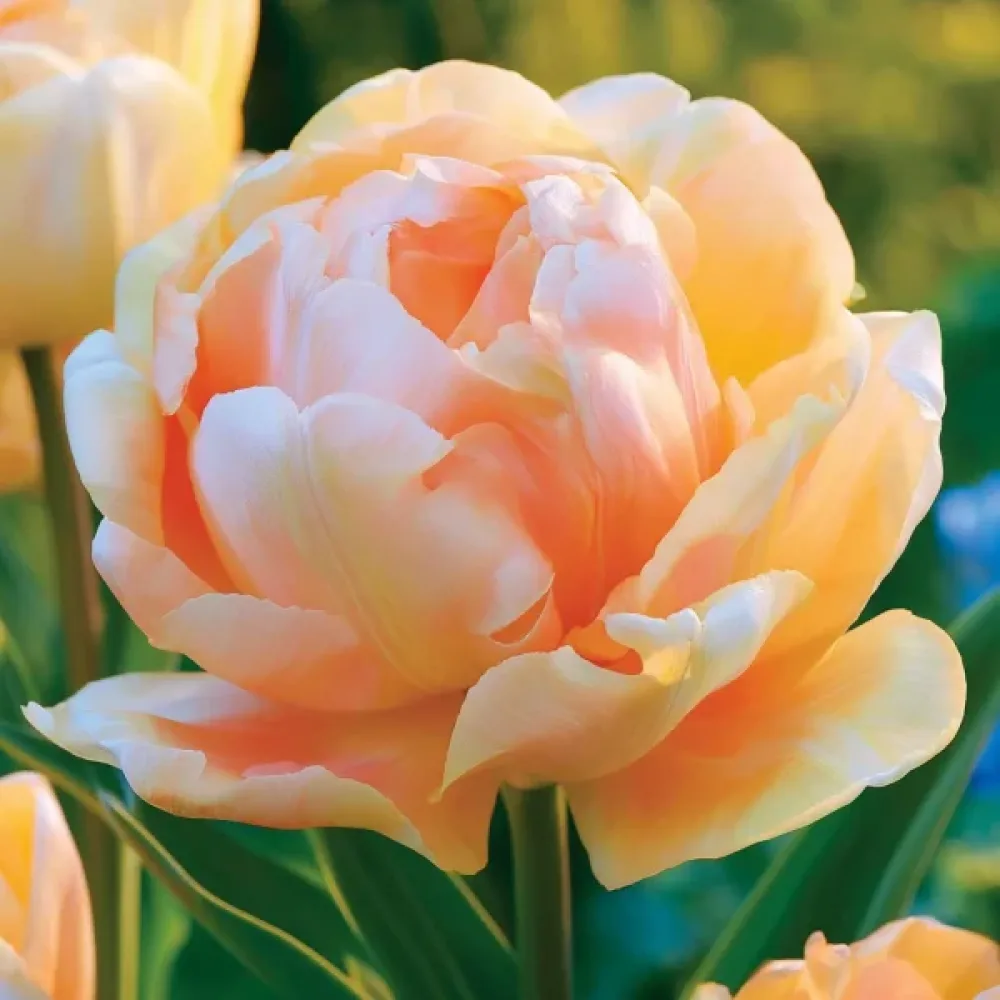 Tulppaani 'Charming Lady'