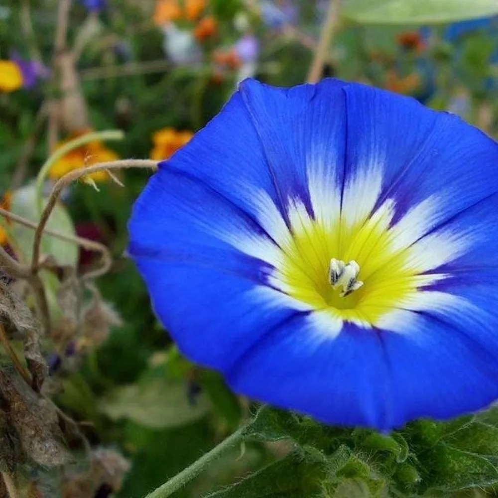 Kolmivärikierto 'Blue Ensign'
