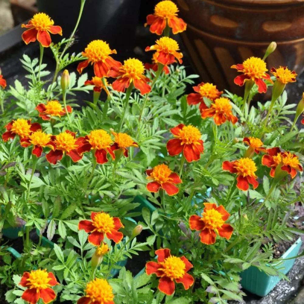 Ruusukesamettikukka 'Orange Flame'