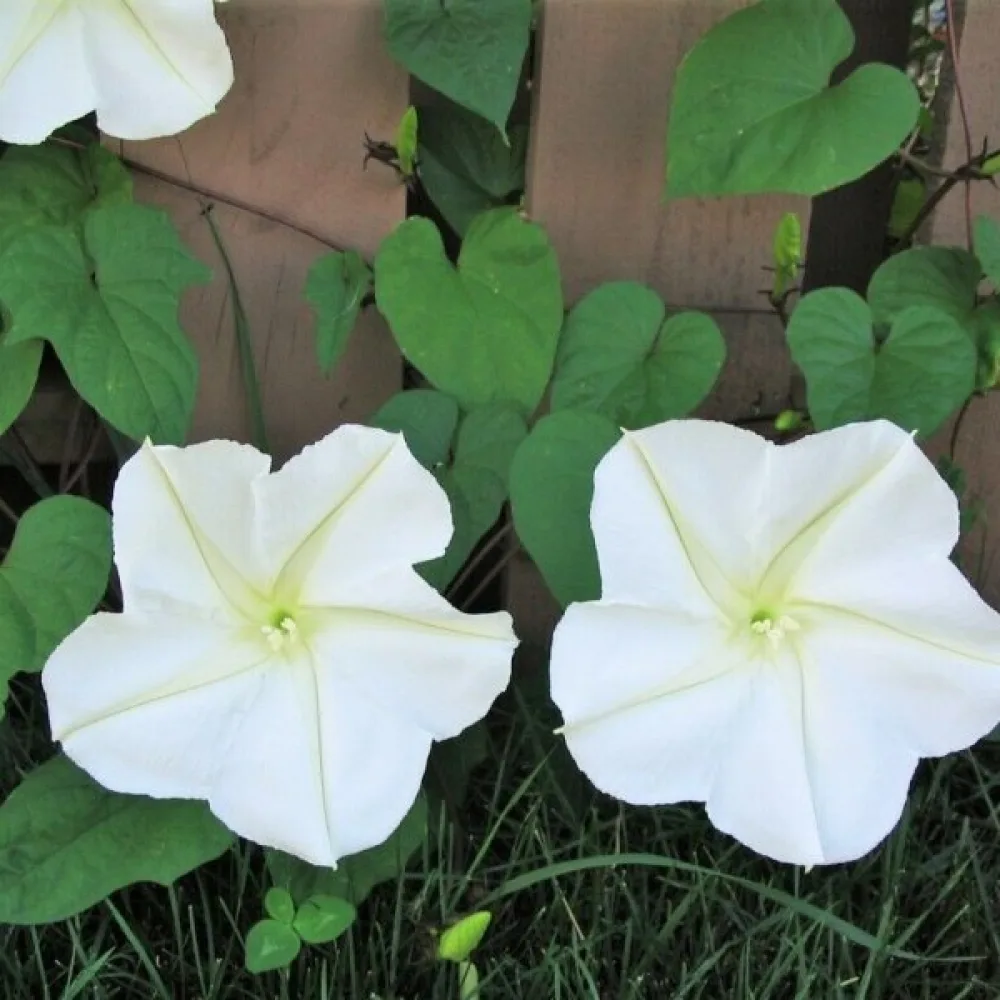 Elämänlanka Ipomoea noctiflora – valkoinen