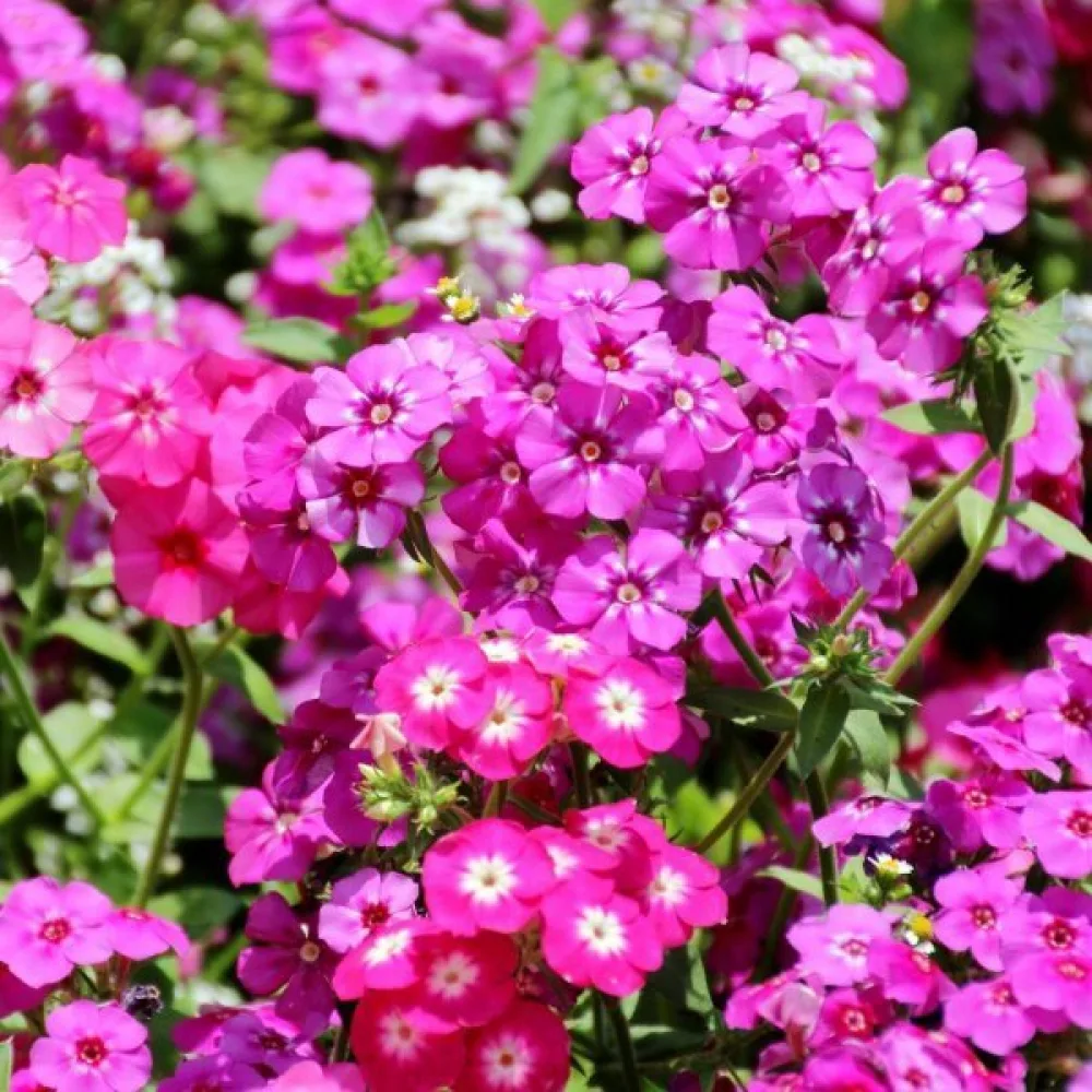 Kesäleimu 'Cecily', pastellisekoitus