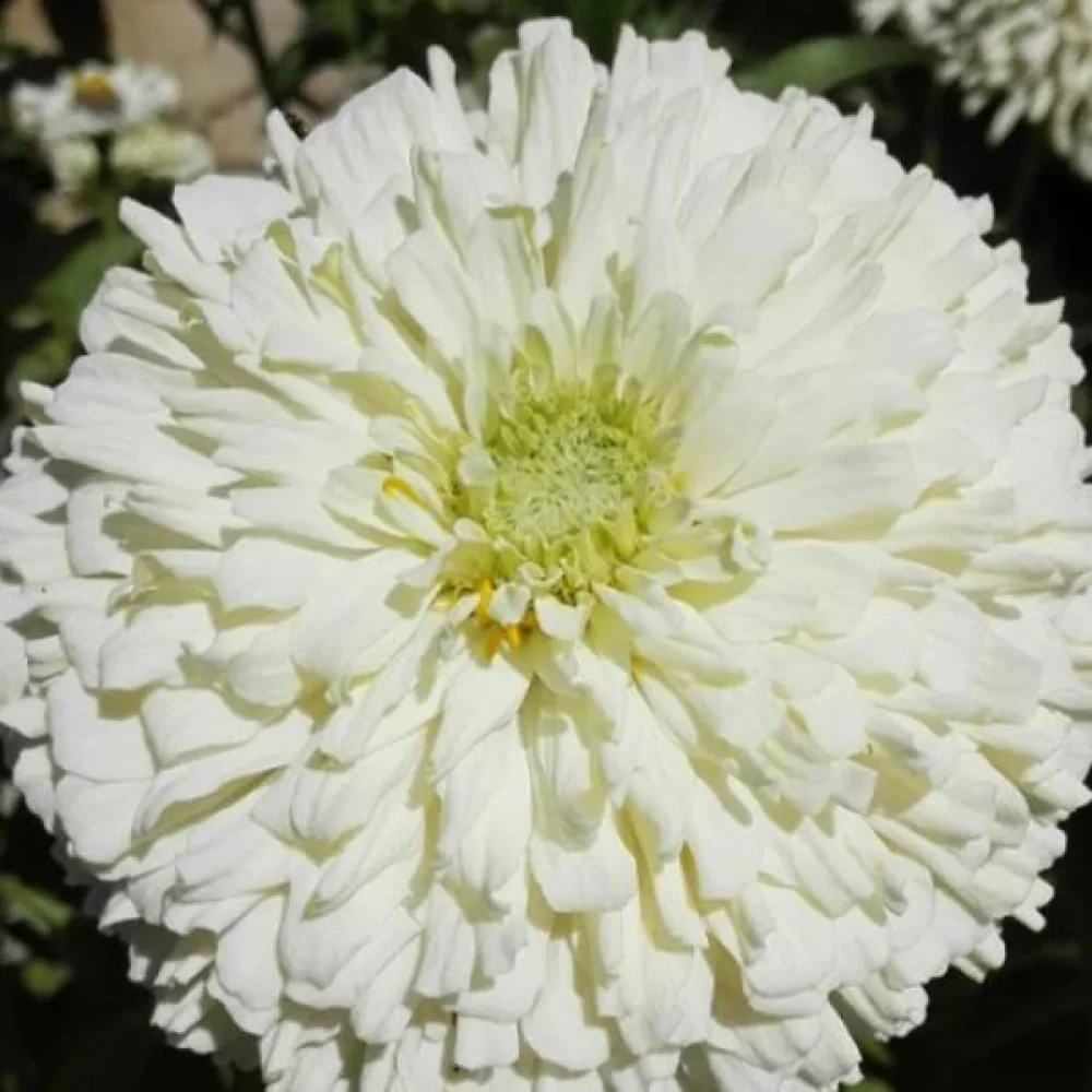 Tarhatsinnia 'Lilliput White Gem'
