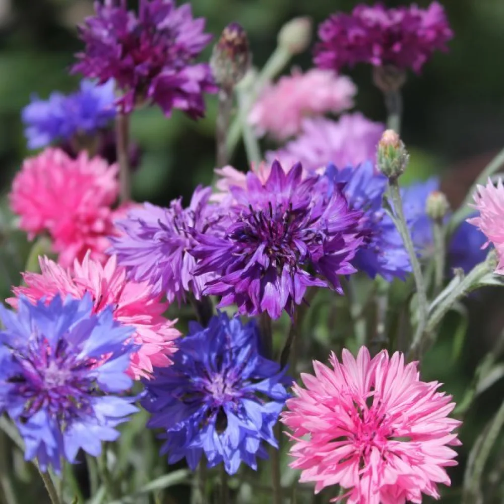 Ruiskaunokki Centaurea cyanus, matala, sekoitus