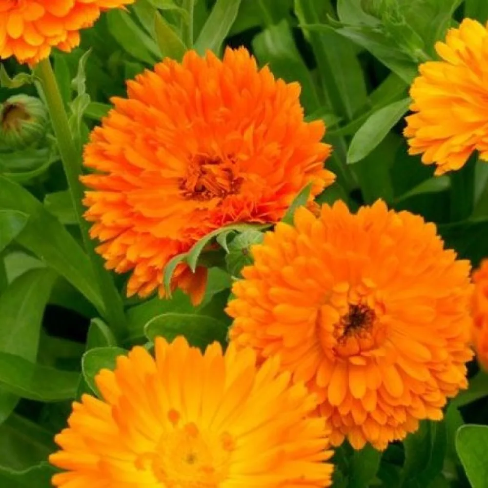 Kehäkukka Calendula officinalis, kerrannainen oranssi